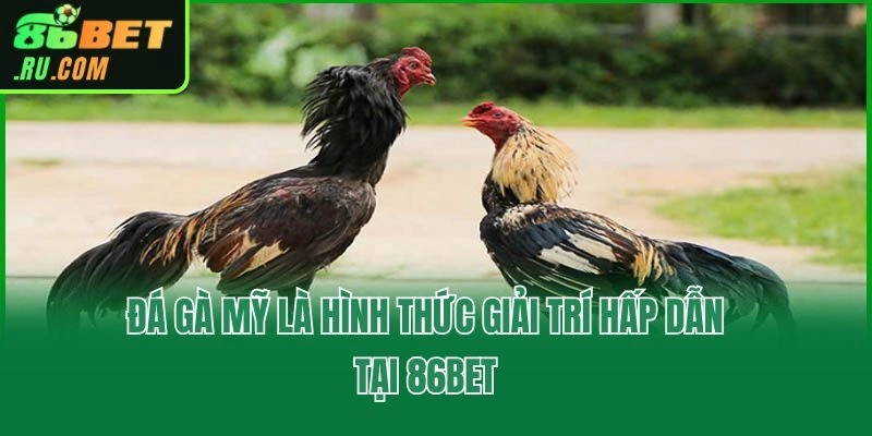 Khám Phá Đá Gà Mỹ Tại 86bet Và Những Mẹo Hay Từ Chuyên Gia