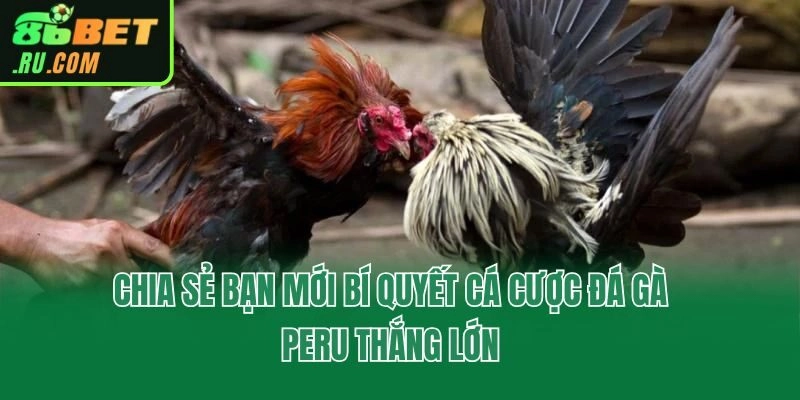 Đá Gà Peru - Hình Thức Giải Trí Cá Cược Cực Hot Tại 86bet