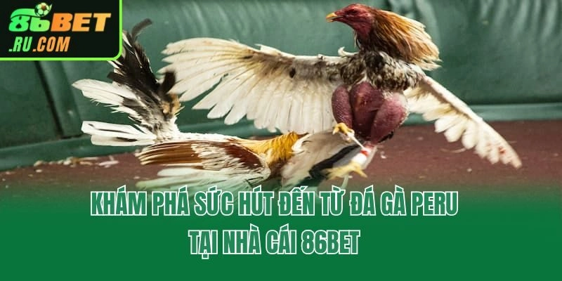 Đá Gà Peru - Hình Thức Giải Trí Cá Cược Cực Hot Tại 86bet
